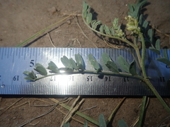 Astragalus curvicarpus