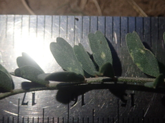 Astragalus curvicarpus