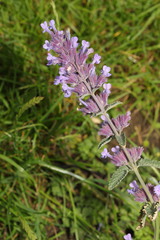 Nepeta × faassenii