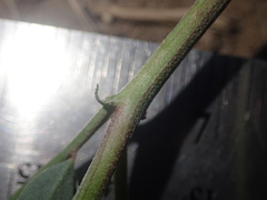 Astragalus curvicarpus