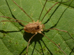 Rilaena