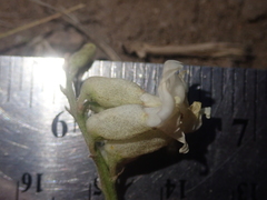 Astragalus curvicarpus