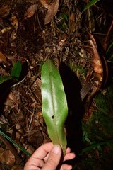 Elaphoglossum cuspidatum