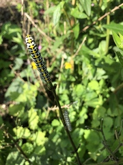 Cucullia scrophulariae