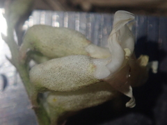 Astragalus curvicarpus