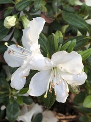 Rhododendron mucronatum