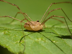 Rilaena