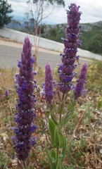 Nepeta tuberosa