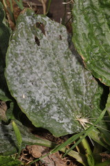 Golovinomyces sordidus