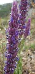 Nepeta tuberosa