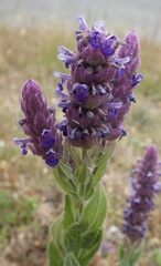 Nepeta tuberosa