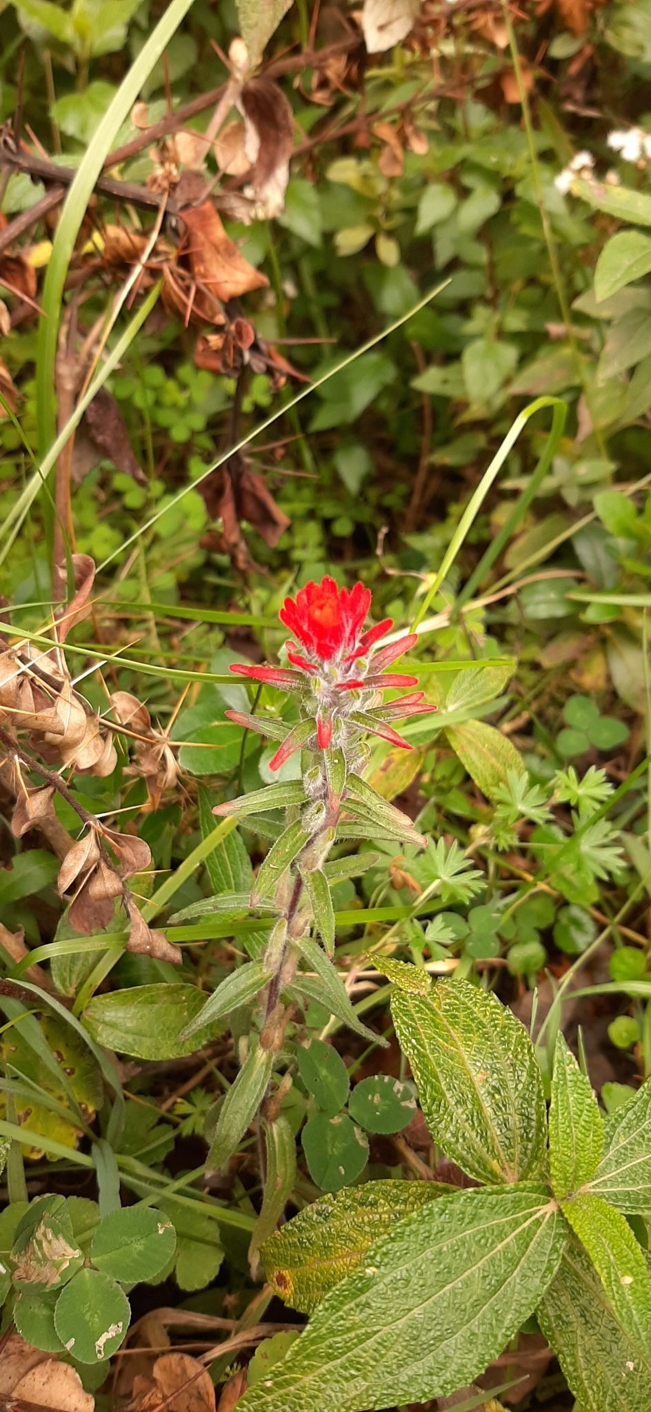 Castilleja image