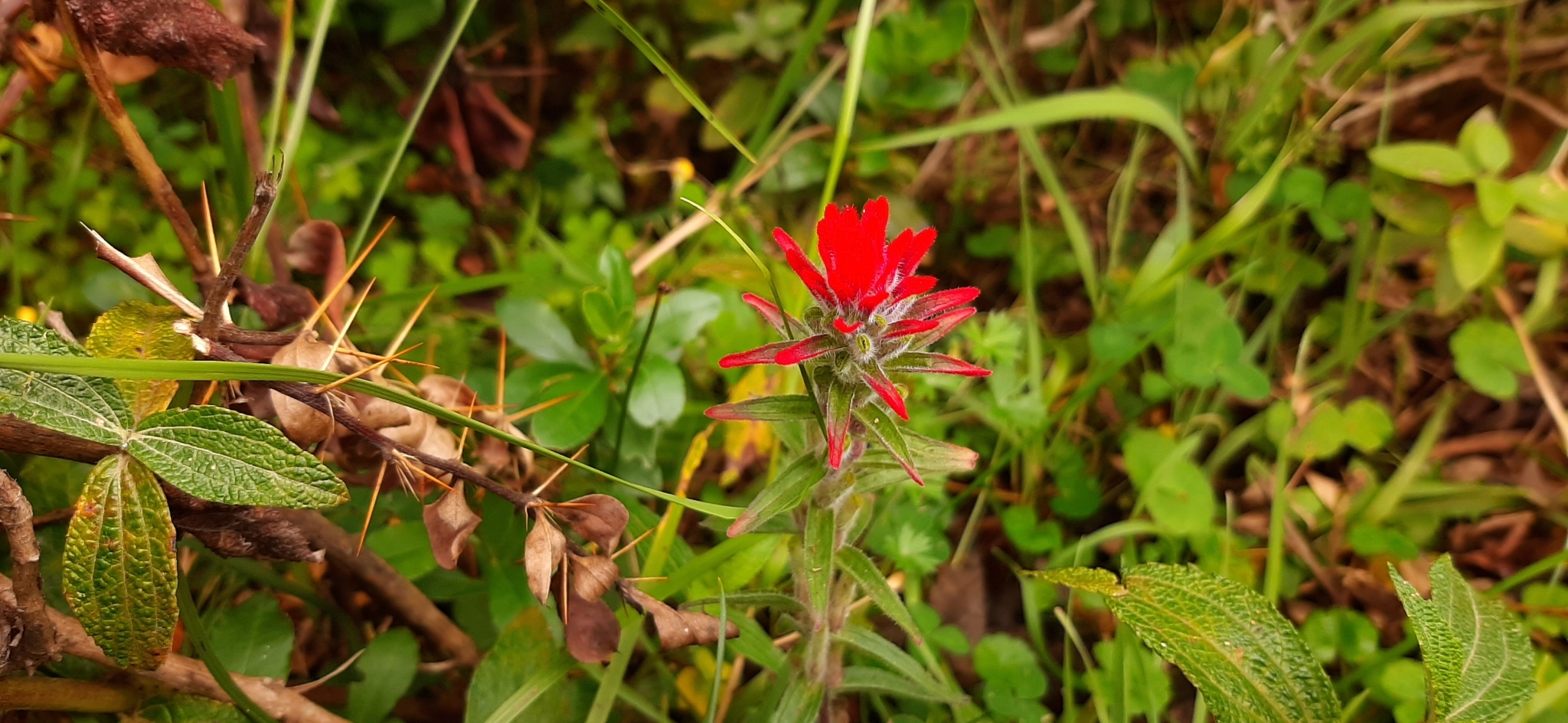 Orobanchaceae image