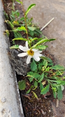 Leucanthemum vulgare