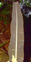Elaphoglossum latifolium