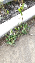 Leucanthemum vulgare