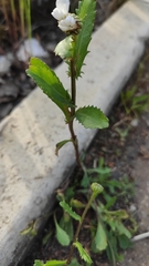 Leucanthemum vulgare