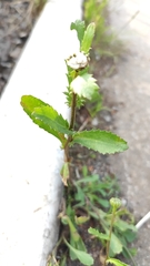 Leucanthemum vulgare