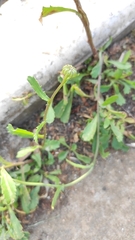 Leucanthemum vulgare