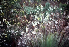 Sprengelia incarnata