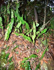 Elaphoglossum latifolium