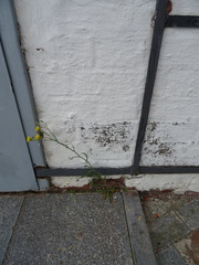 Leucanthemum ircutianum