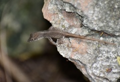 Anolis jubar oriens
