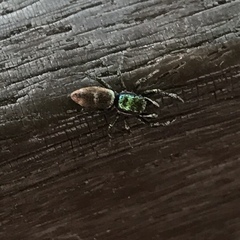 Salticus peckhamae