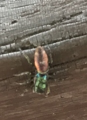 Salticus peckhamae