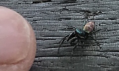 Salticus peckhamae