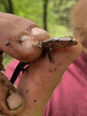 Desmognathus imitator