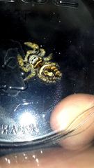 Phidippus arizonensis