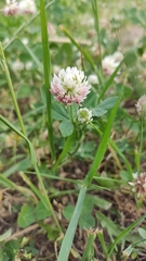 Trifolium hybridum