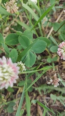 Trifolium hybridum
