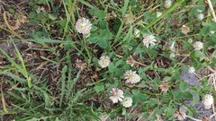 Trifolium hybridum