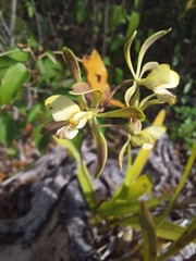 Encyclia alata