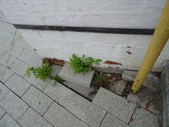 Taraxacum officinale