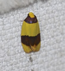 Heterallactis euchrysa