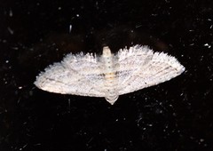Araeopteron canescens