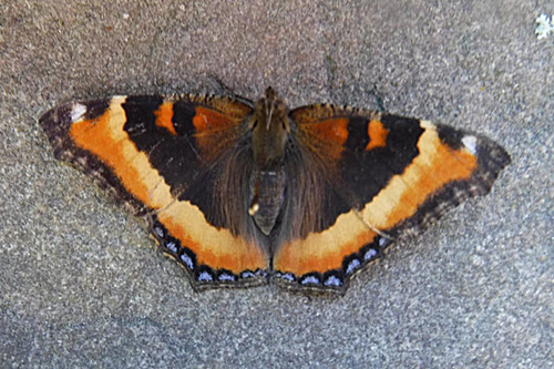 Milbert's Tortoiseshell