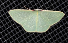 Chlorocoma melocrossa