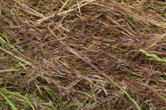 Bromus sterilis