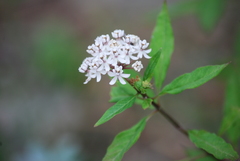 Asclepias texana