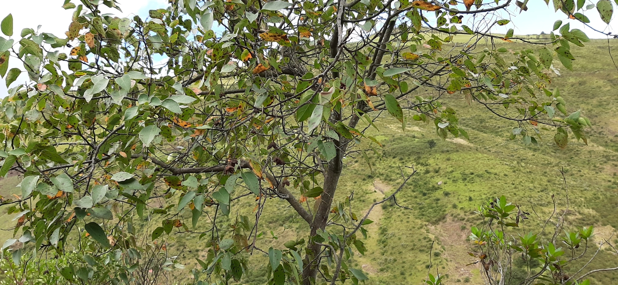 Vallea image
