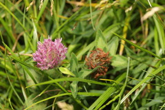 Trifolium pratense