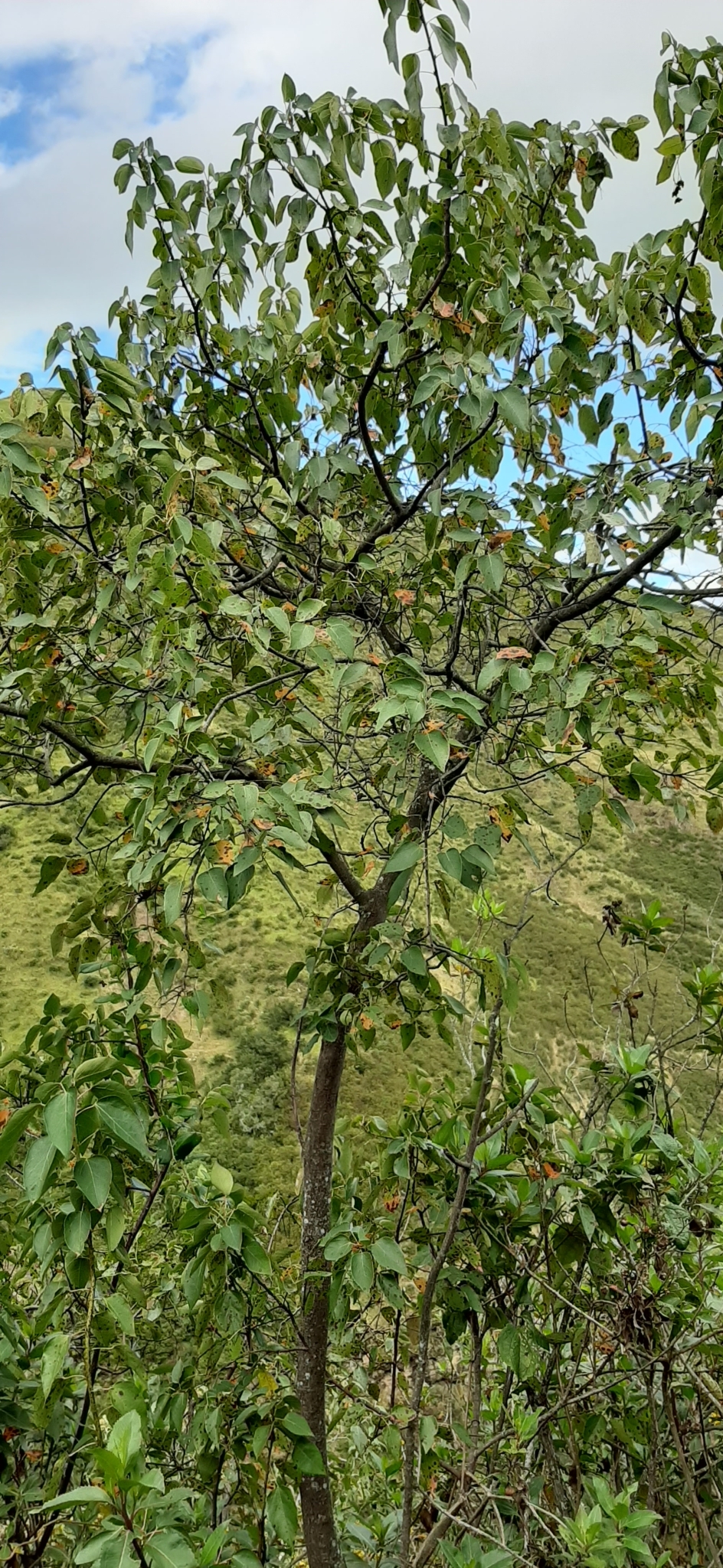 Vallea stipularis image