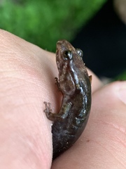 Desmognathus imitator