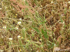 Rumex papillaris