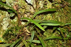 Elaphoglossum tenuifolium