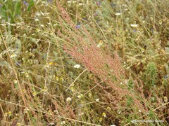 Rumex papillaris